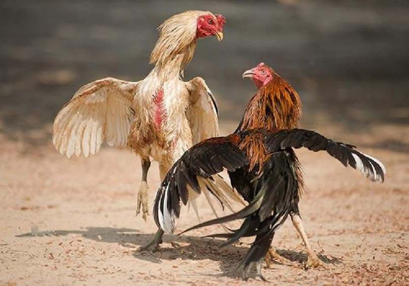 Kinh nghiệm để bản thân có nhiều chiến thắng khi chọn đá gà cựa dao