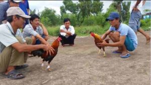 Tìm hiểu luật đá gà miền tây chi tiết 