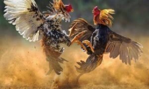 Những thông tin chung giới thiệu về đá gà trực tiếp Thomo