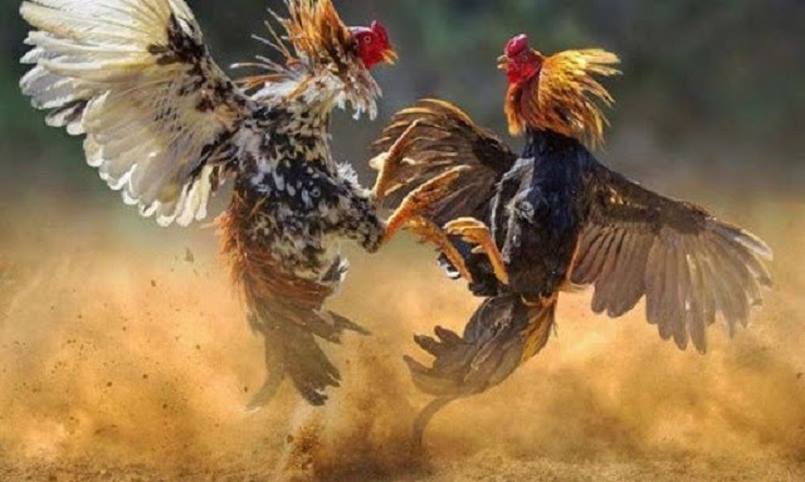 Những thông tin chung giới thiệu về đá gà trực tiếp Thomo