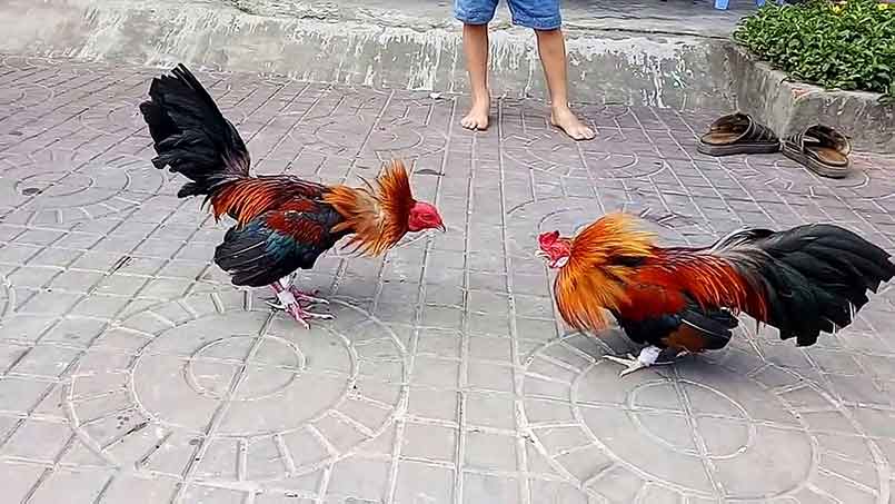 Điểm đặc biệt mà đấu trường Thomo đáp ứng nhu cầu người chơi 